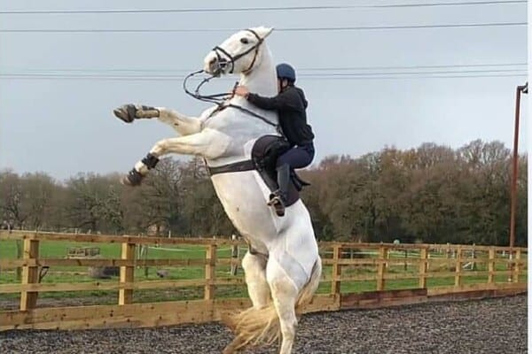 Nappy Horse