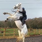 Nappy Horse