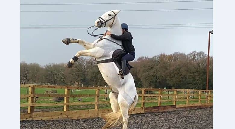 Nappy Horse