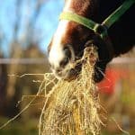 Stop horse eating too fast