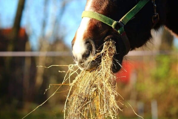 Stop horse eating too fast