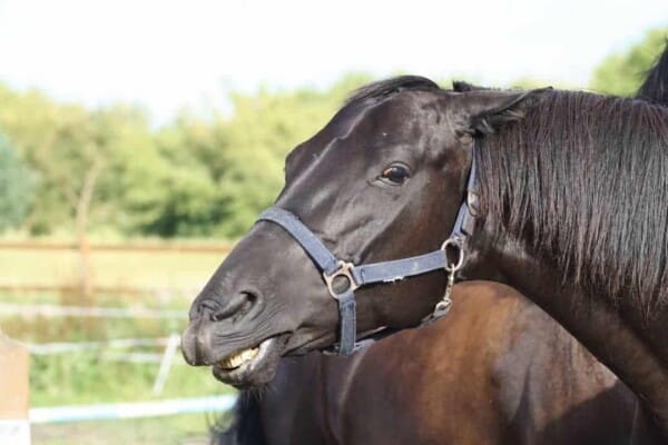Horse Stress