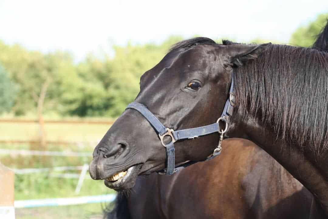 Horse Stress