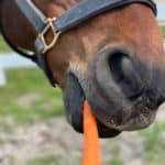 Horse Carrots