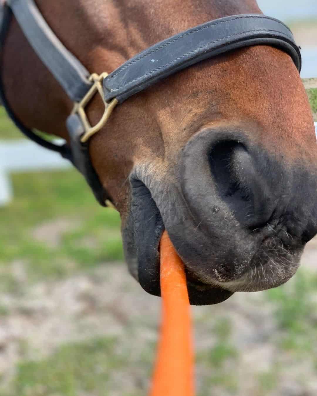 Horse Carrots
