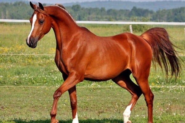 Arabian Horse