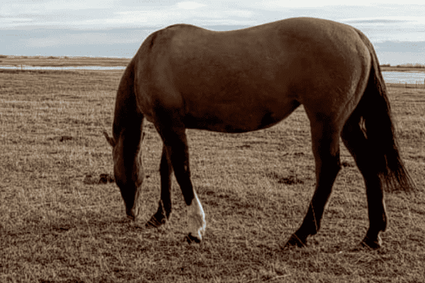 BUYING HORSE