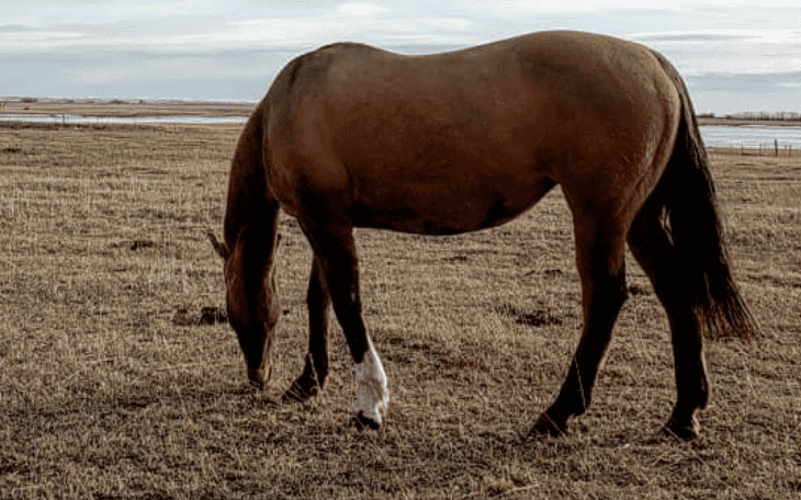 BUYING HORSE