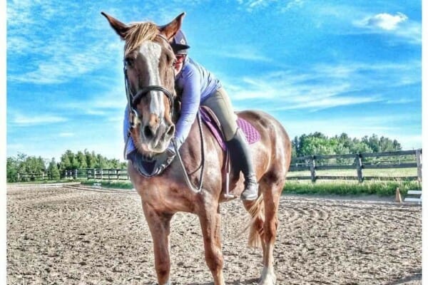 senior Horse cover