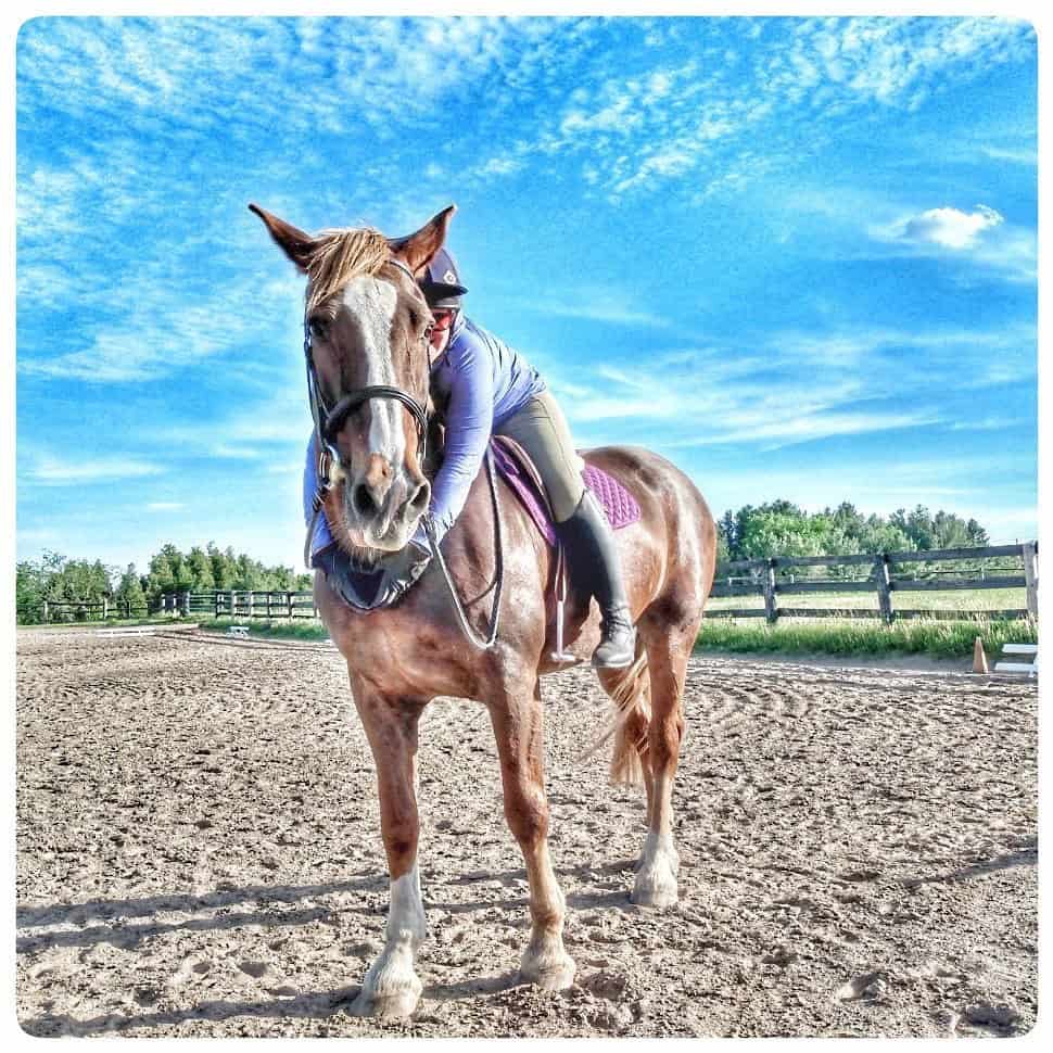 senior Horse cover