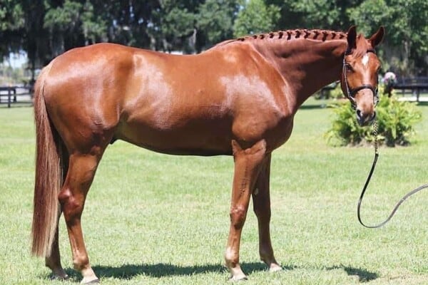 Horse supplements