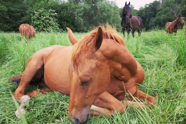 Horse Lying Down2