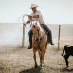 Palamino Quarter Horse
