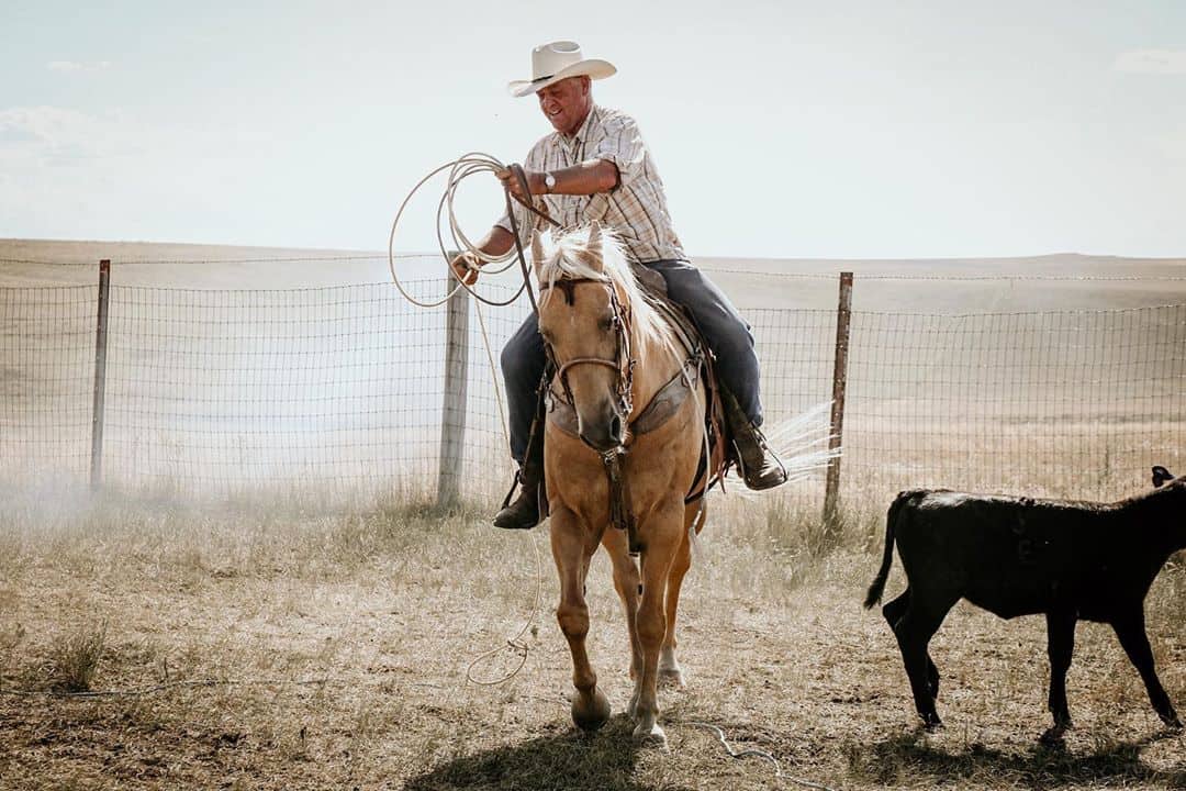 Palamino Quarter Horse