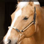 Palomino