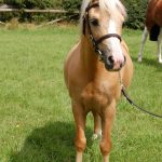 Palomino Foal