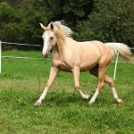 Palomino Horse