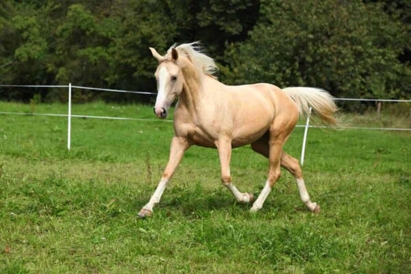 Palomino Horse