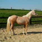 Palomino Horse Breed History