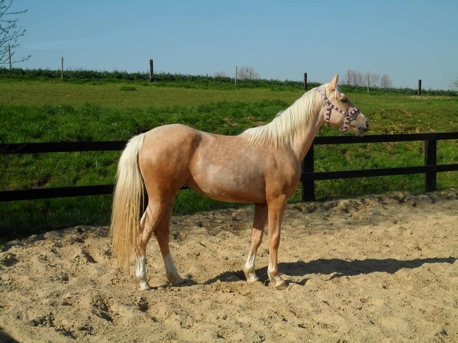 Palomino Horse Breed History