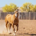 Palomino