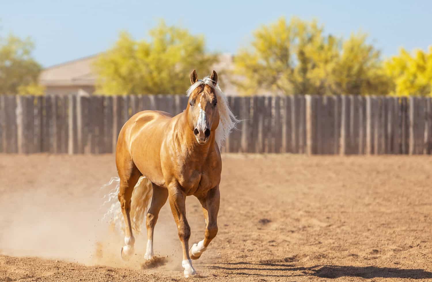 Palomino