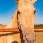 Palomino Horse Close-up