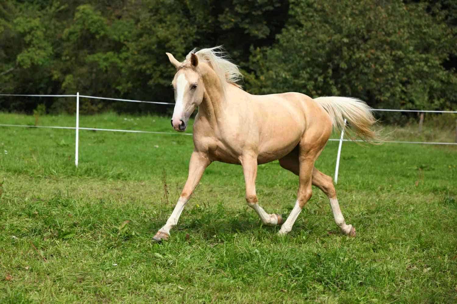 Palomino Horse