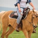 Palomino Horses