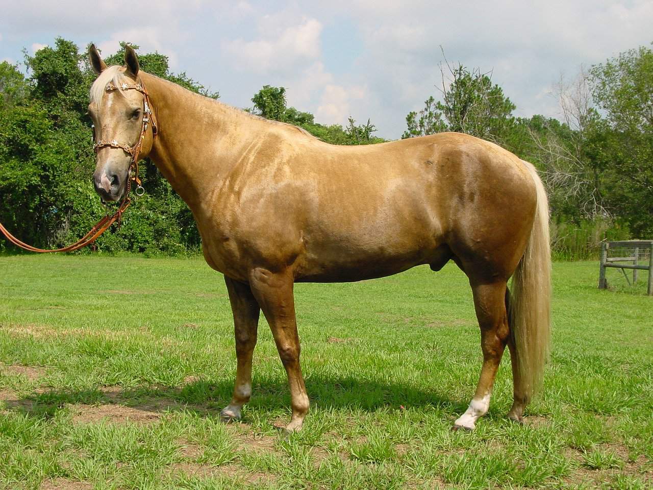 Palomino Horses Life Expectancy