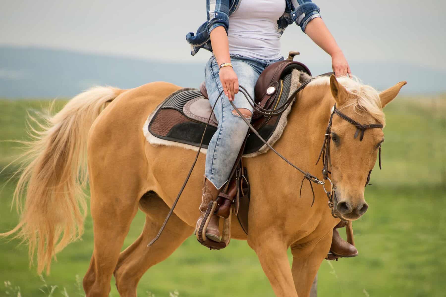 Palomino Horses