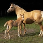 Palomino Mare with a Foal