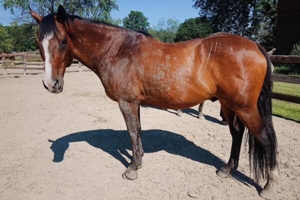 SENIOR HORSE BACK WORK 3