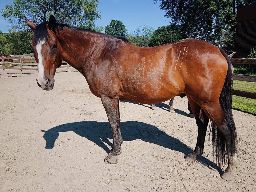 SENIOR HORSE BACK WORK 3