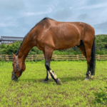 Vitamin E supplement Horse
