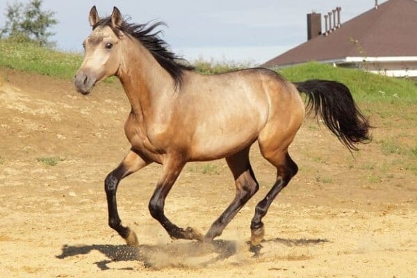 Dun Horse