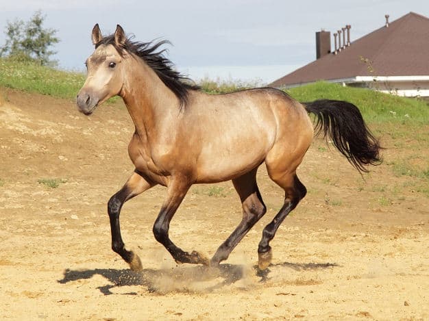 Dun Horse