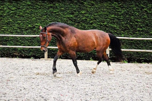 groninger