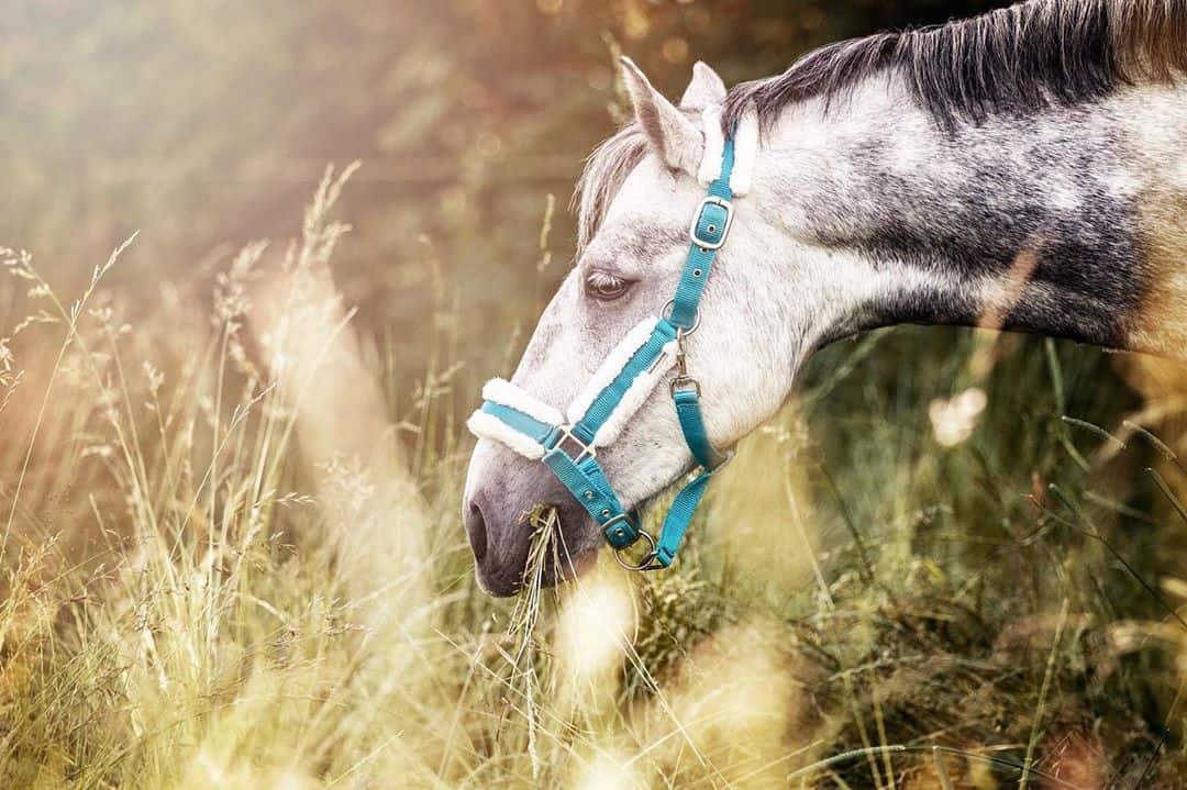summer horse