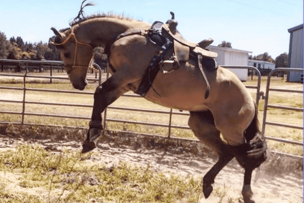 horse Bucking 3