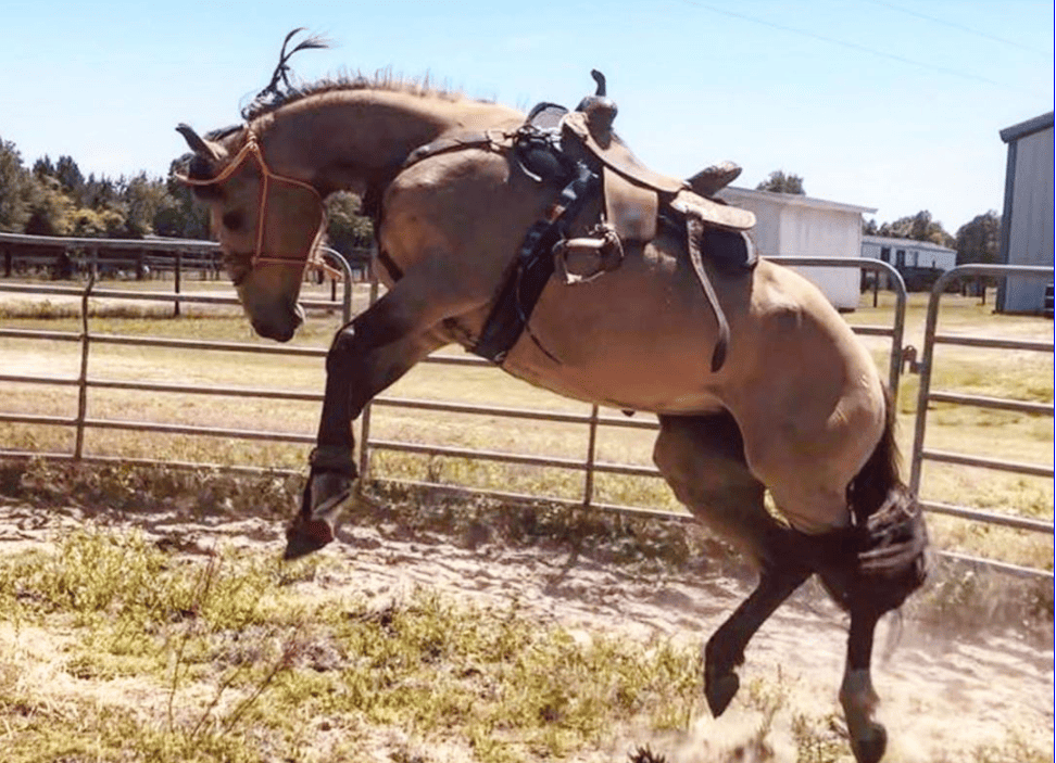horse Bucking 3