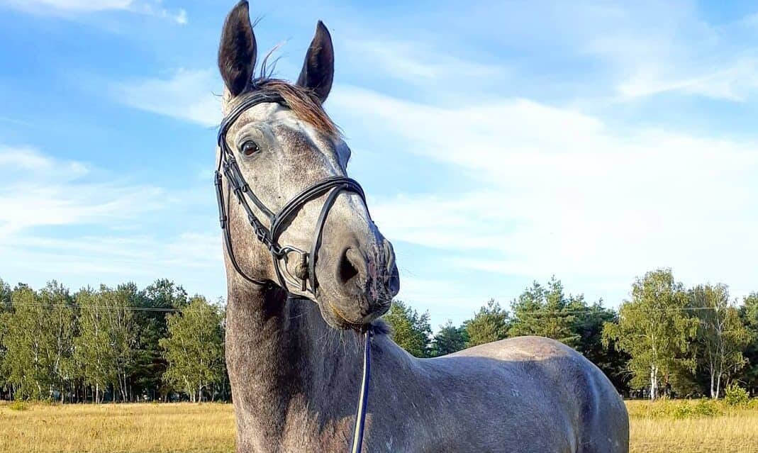 25 Stunning Names for Your Gray Mare