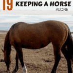 Tips Keeping Horse Alone