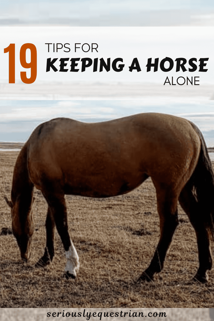 Tips Keeping Horse Alone