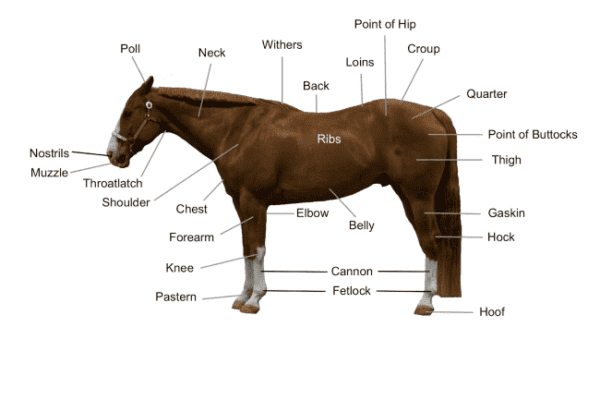 Horse Diagram