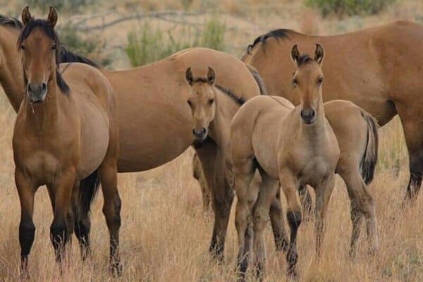 Kiger Mustang