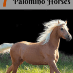 palomino