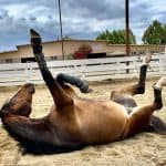 Horse Rolling