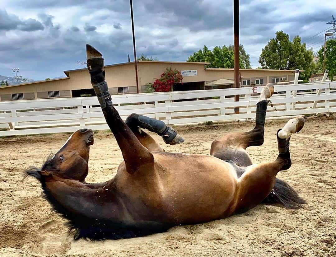 Horse Rolling