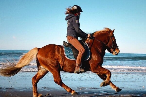 Horse Galloping
